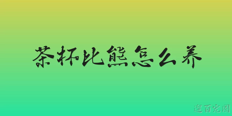 茶杯比熊怎么养