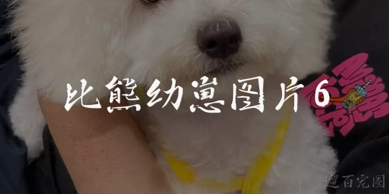 比熊幼崽图片6