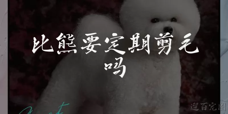 比熊要定期剪毛吗
