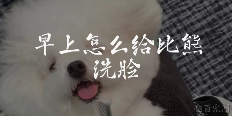 早上怎么给比熊洗脸