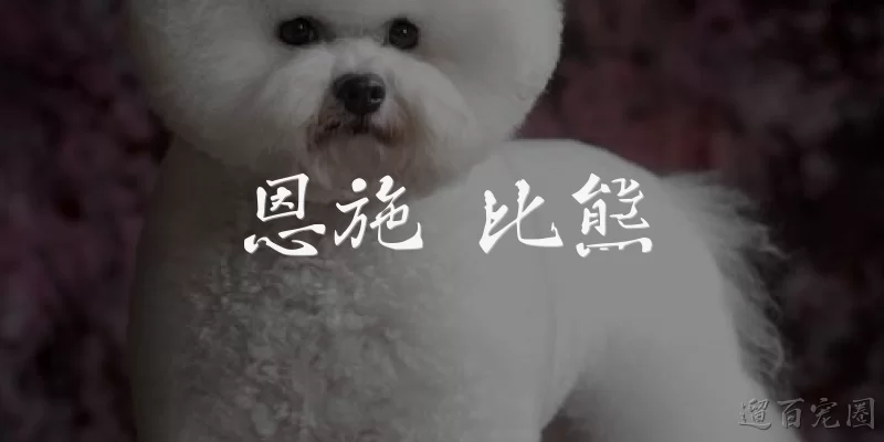 恩施 比熊