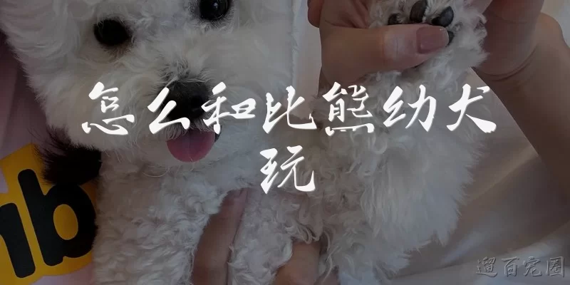 怎么和比熊幼犬玩