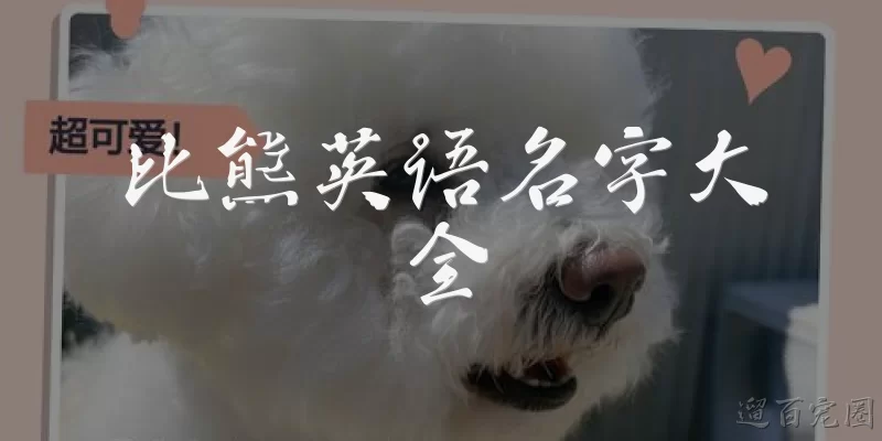 比熊英语名字大全