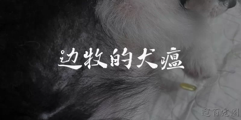 边牧的犬瘟