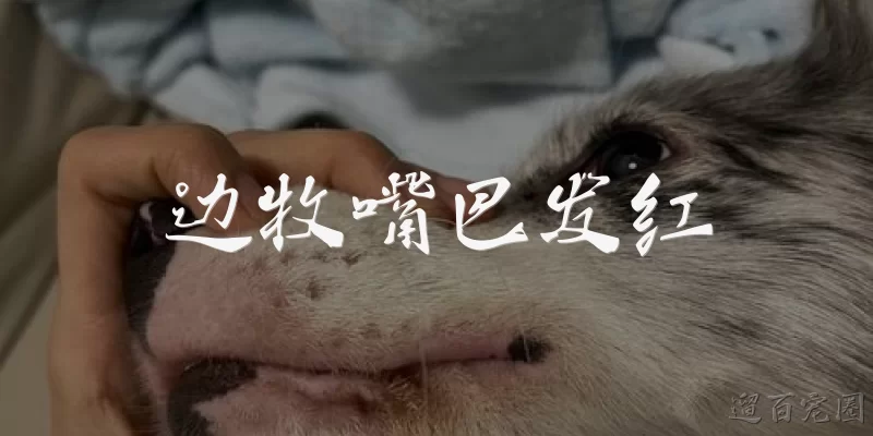 边牧嘴巴发红