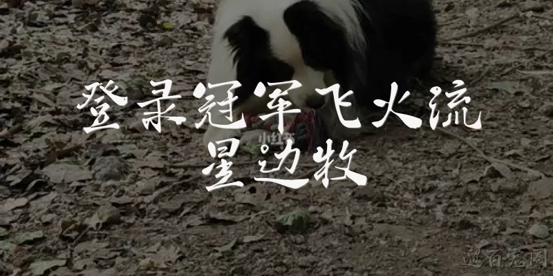 登录冠军飞火流星边牧