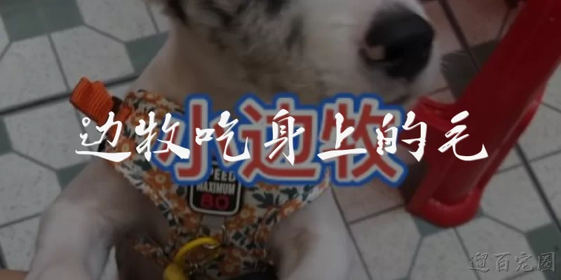 边牧吃身上的毛