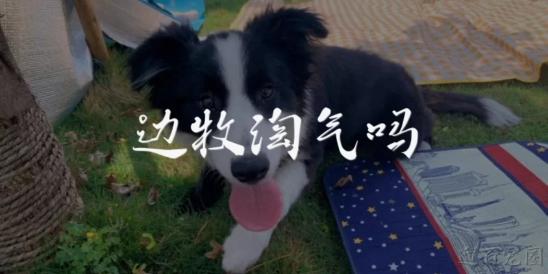 边牧淘气吗