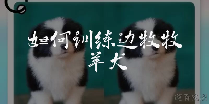 如何训练边牧牧羊犬