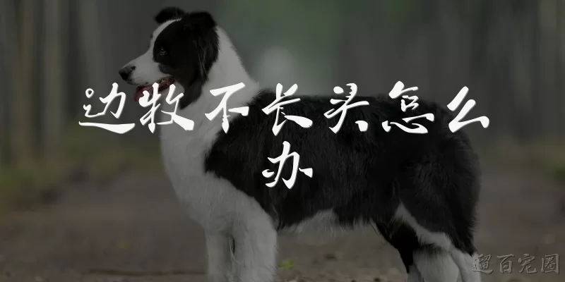 边牧不长头怎么办