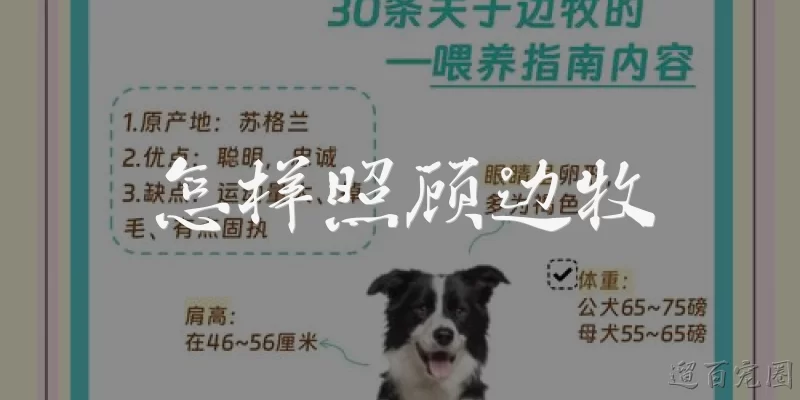 怎样照顾边牧