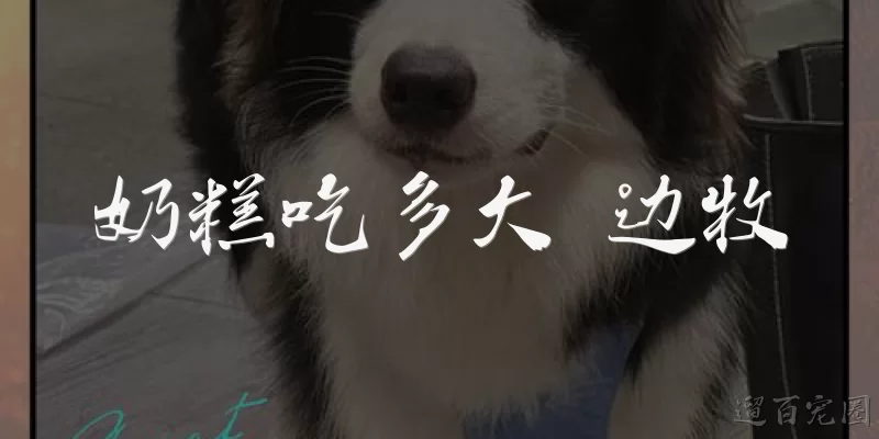 奶糕吃多大 边牧