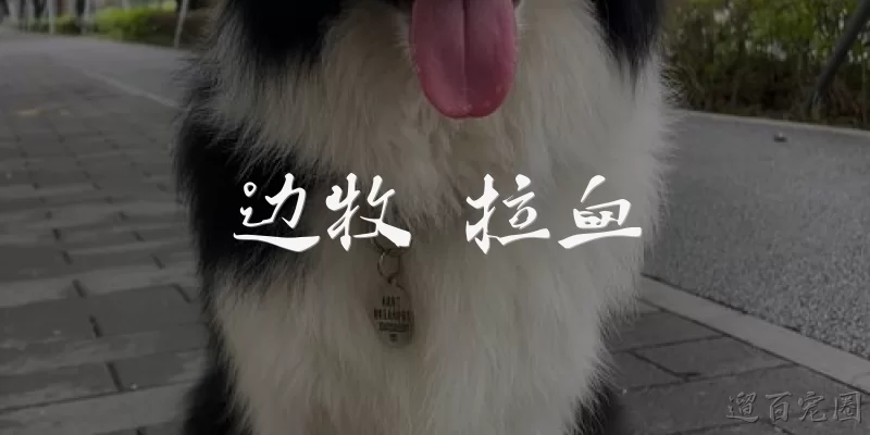 边牧 拉血:边牧拉血可能是什么原因？
