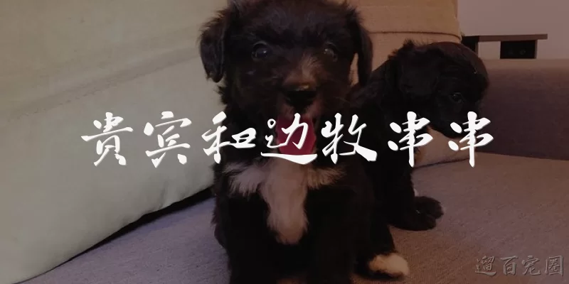 贵宾和边牧串串:贵宾和边牧串串的外观特征是什么？