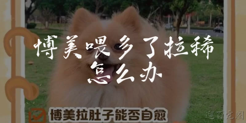 What to do if a Pomeranian has diarrhea from overeating