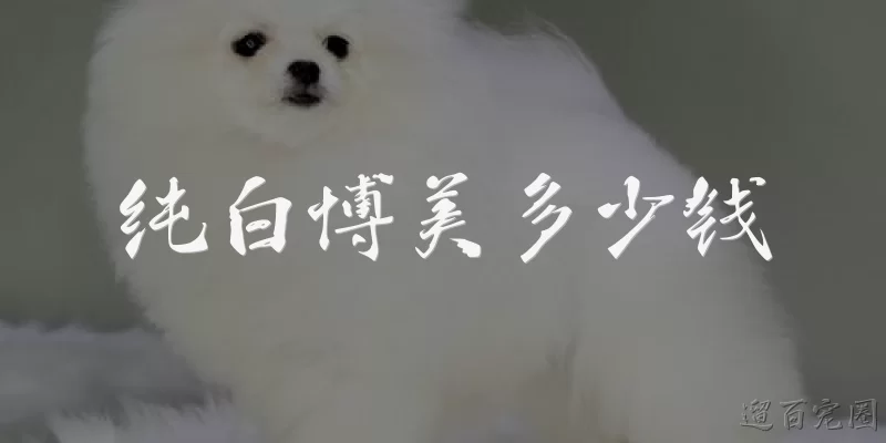 How much does a pure white Pomeranian cost