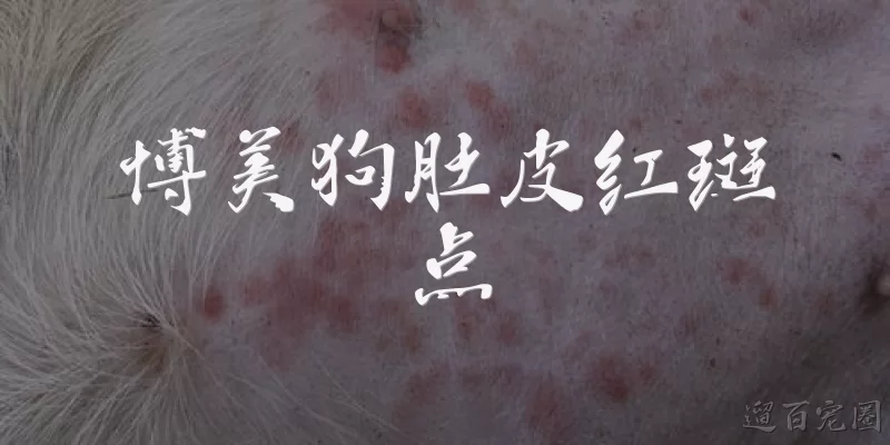 博美狗肚皮红斑点