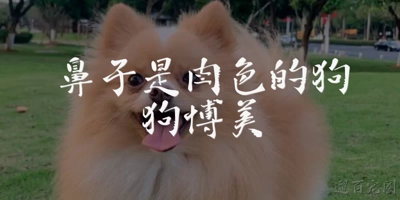 鼻子是肉色的狗狗博美