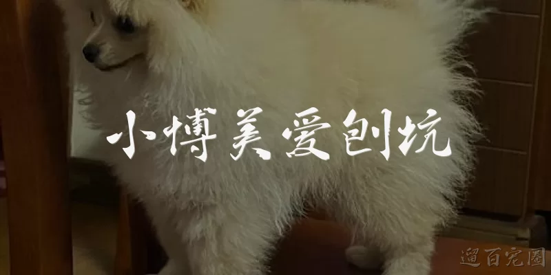 小博美爱刨坑:小博美为什么喜欢刨坑？