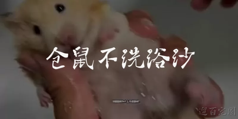 Hamsters don't need sand baths