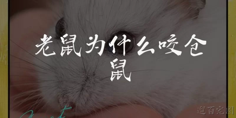 老鼠为什么咬仓鼠