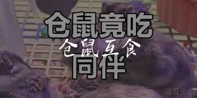 仓鼠互食