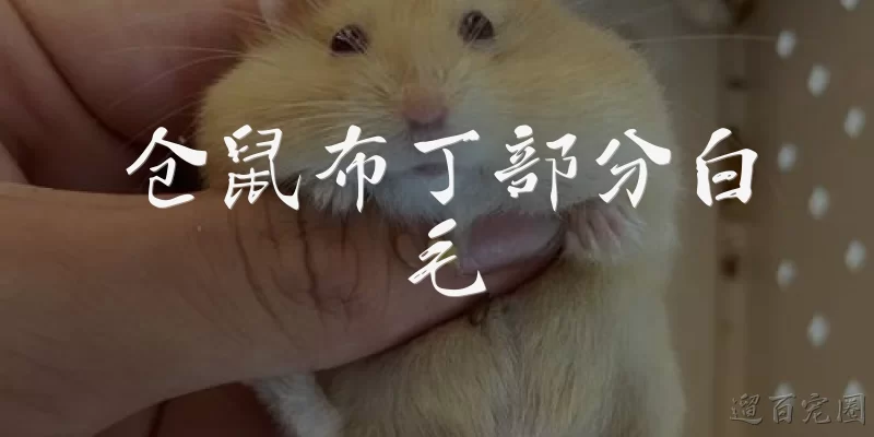 仓鼠布丁部分白毛