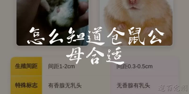 How to tell if a hamster is male or female