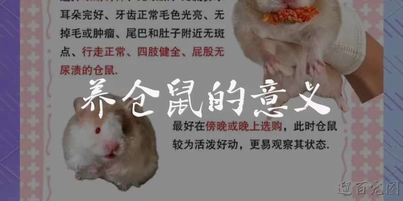 The Meaning of Keeping a Hamster