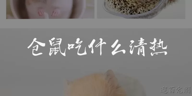 What do hamsters eat to clear heat