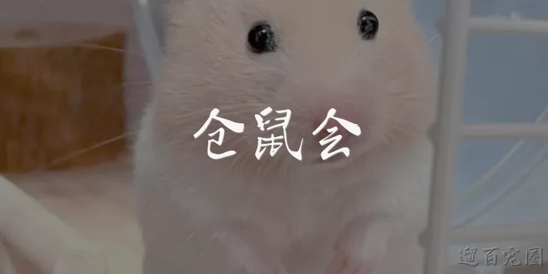 Hamster Club