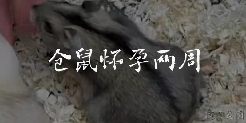 仓鼠怀孕两周