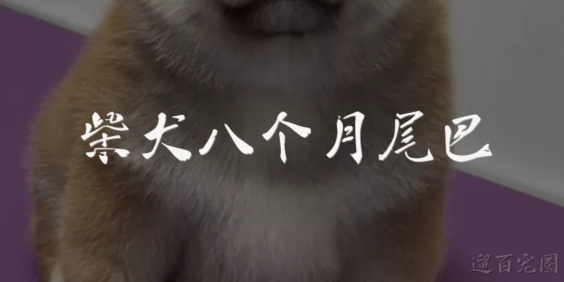 柴犬八个月尾巴