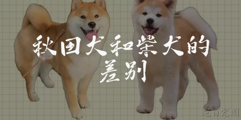 秋田犬和柴犬的差别