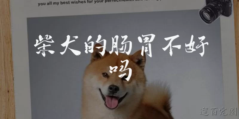 柴犬的肠胃不好吗