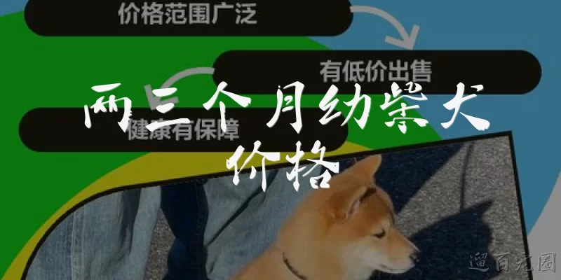 两三个月幼柴犬价格:两三个月幼柴犬的价格一般是多少？