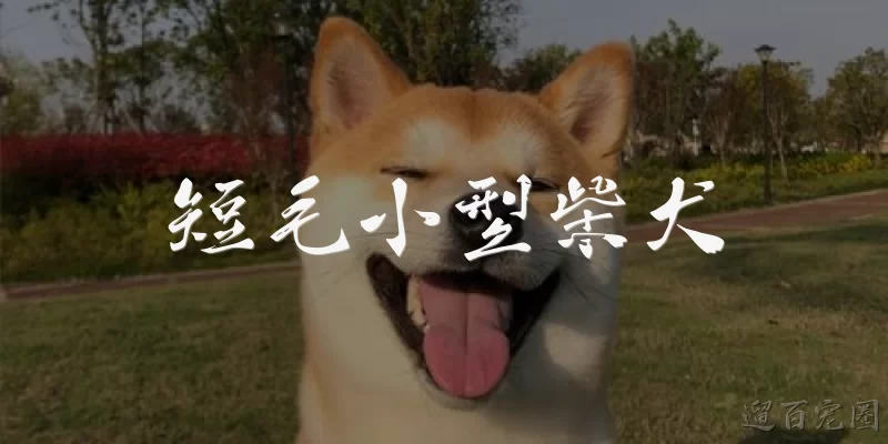 短毛小型柴犬:短毛小型柴犬是什么品种？和普通柴犬有什么区别？