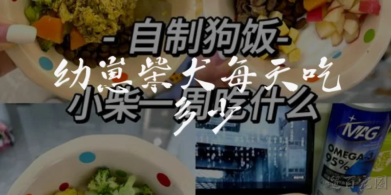 幼崽柴犬每天吃多少:幼崽柴犬每天应该吃多少克狗粮？