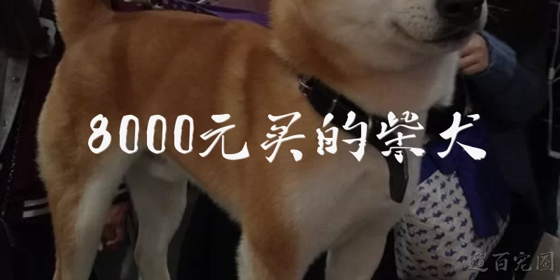 8000元买的柴犬:8000元买的柴犬算贵吗？