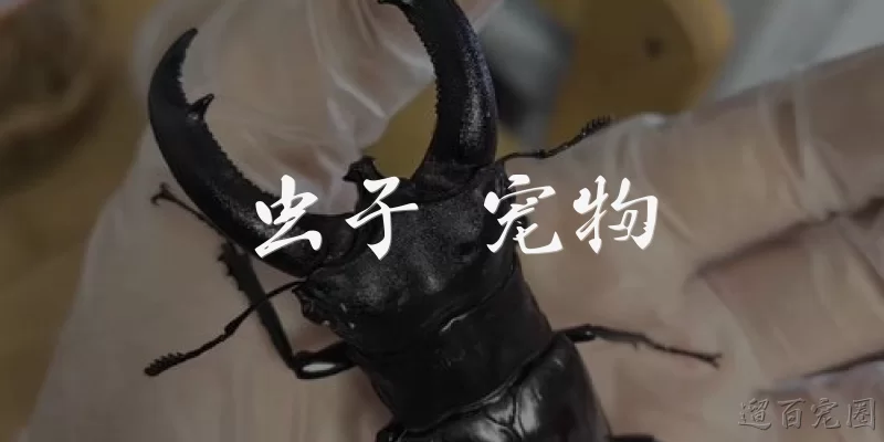 虫子 宠物:哪些虫子适合作为宠物饲养？