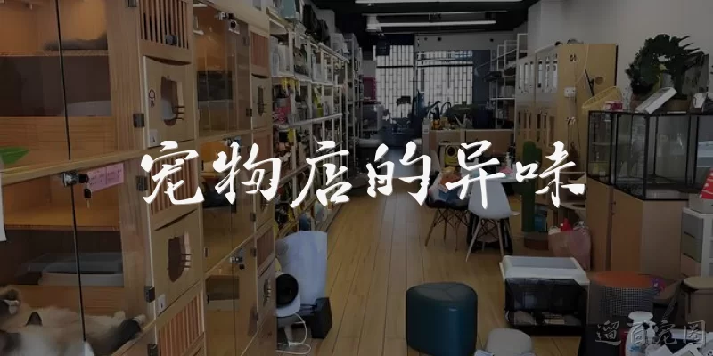 宠物店的异味:宠物店为什么容易产生异味？