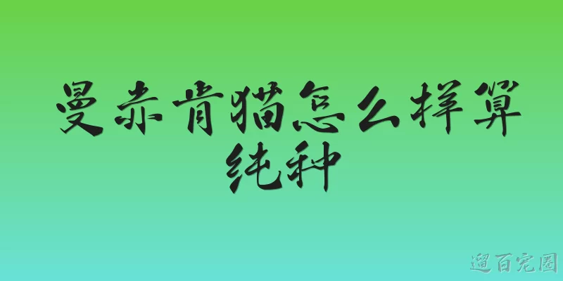 曼赤肯猫怎么样算纯种