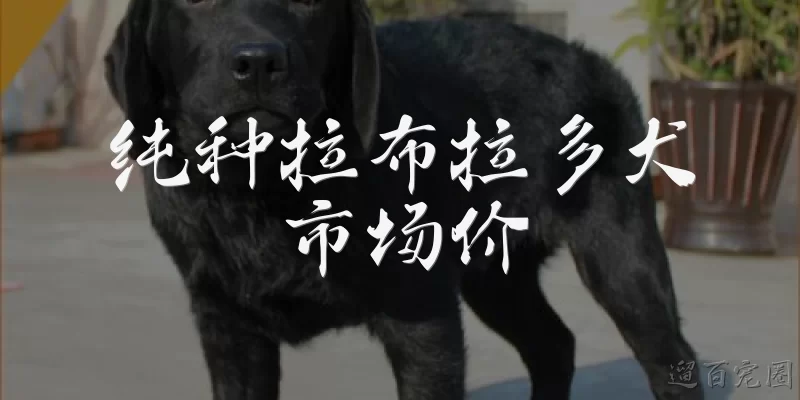 纯种拉布拉多犬市场价