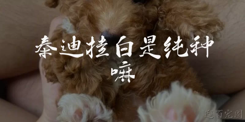 泰迪挂白是纯种嘛