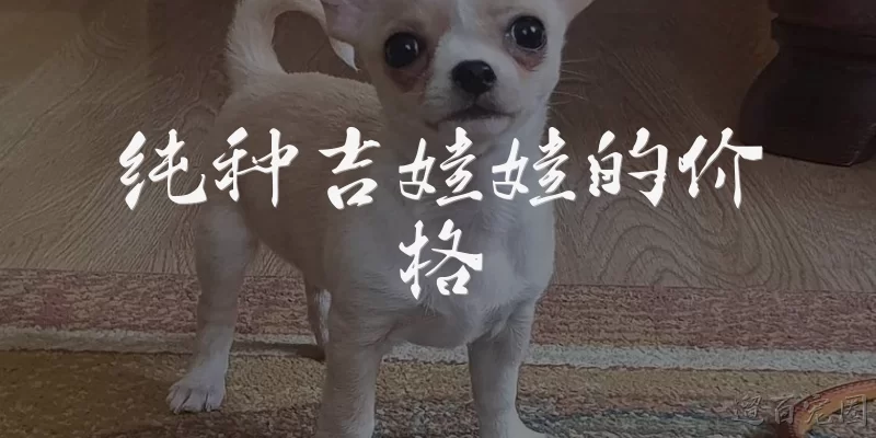纯种吉娃娃的价格:纯种吉娃娃一般多少钱一只？