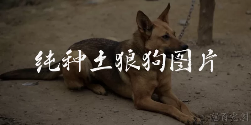 纯种土狼狗图片:纯种土狼狗长什么样？