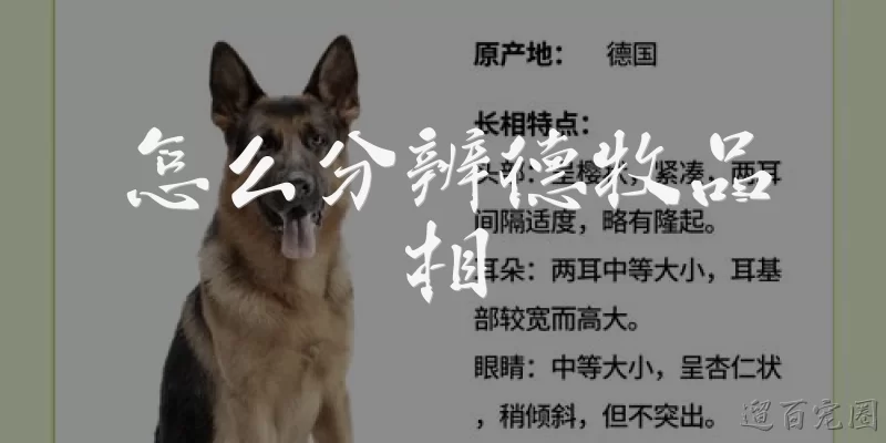 怎么分辨德牧品相