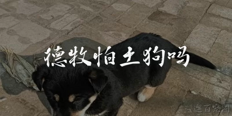 德牧怕土狗吗