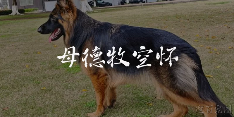 母德牧空怀