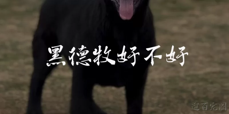 黑德牧好不好:黑德牧好不好？